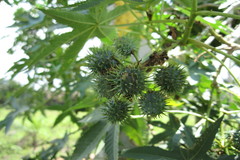 Ricinus communis